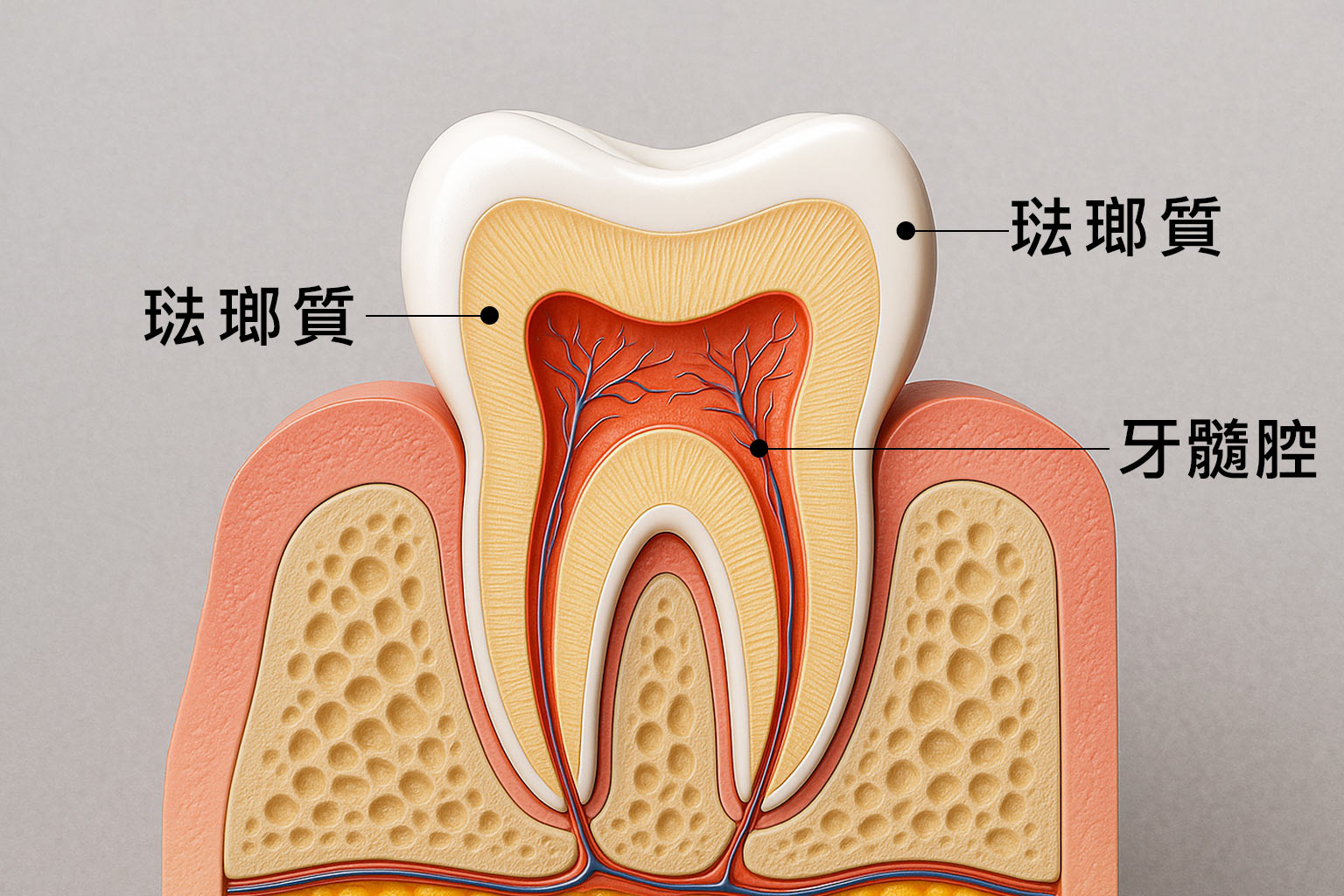 牙齒根尖炎與膿腫示意圖
